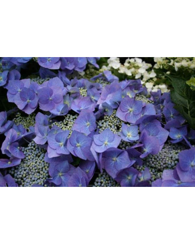 Гортензія широколиста Марієсі Перфекта / Блю Вейв | Hydrangea macrophylla Mariesii Perfecta / Blue Wave | Гортензия широколистная Мариеси Перфекта / Блю Вейв