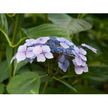 Гортензія широколиста Марієсі Перфекта / Блю Вейв | Hydrangea macrophylla Mariesii Perfecta / Blue Wave | Гортензия широколистная Мариеси Перфекта / Блю Вейв