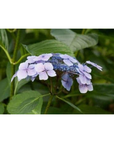 Гортензія широколиста Марієсі Перфекта / Блю Вейв | Hydrangea macrophylla Mariesii Perfecta / Blue Wave | Гортензия широколистная Мариеси Перфекта / Блю Вейв