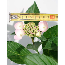 Гортензія широколиста Марієсі Перфекта / Блю Вейв | Hydrangea macrophylla Mariesii Perfecta / Blue Wave | Гортензия широколистная Мариеси Перфекта / Блю Вейв