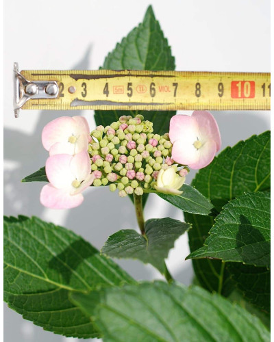 Гортензія широколиста Марієсі Перфекта / Блю Вейв | Hydrangea macrophylla Mariesii Perfecta / Blue Wave | Гортензия широколистная Мариеси Перфекта / Блю Вейв