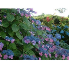 Гортензія широколиста Марієсі Перфекта / Блю Вейв | Hydrangea macrophylla Mariesii Perfecta / Blue Wave | Гортензия широколистная Мариеси Перфекта / Блю Вейв