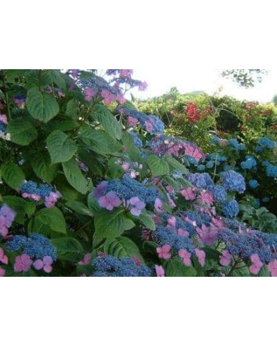 Гортензія широколиста Марієсі Перфекта / Блю Вейв | Hydrangea macrophylla Mariesii Perfecta / Blue Wave | Гортензия широколистная Мариеси Перфекта / Блю Вейв