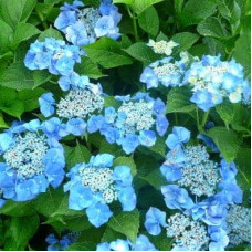 Гортензія широколиста Марієсі Перфекта / Блю Вейв | Hydrangea macrophylla Mariesii Perfecta / Blue Wave | Гортензия широколистная Мариеси Перфекта / Блю Вейв