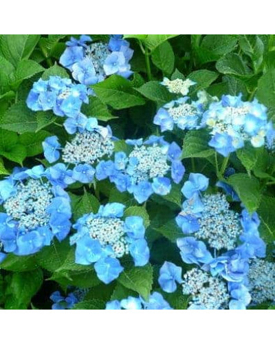 Гортензія широколиста Марієсі Перфекта / Блю Вейв | Hydrangea macrophylla Mariesii Perfecta / Blue Wave | Гортензия широколистная Мариеси Перфекта / Блю Вейв