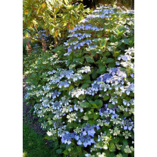 Гортензія широколиста Марієсі Перфекта / Блю Вейв | Hydrangea macrophylla Mariesii Perfecta / Blue Wave | Гортензия широколистная Мариеси Перфекта / Блю Вейв