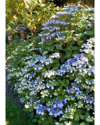 Гортензія широколиста Марієсі Перфекта / Блю Вейв | Hydrangea macrophylla Mariesii Perfecta / Blue Wave | Гортензия широколистная Мариеси Перфекта / Блю Вейв