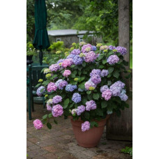 Гортензія широколиста Ендлесс Саммер Оріджинал | Hydrangea macrophylla Endless Summer Original| Гортензия широколистная Ендлесс Саммер Ориджинал