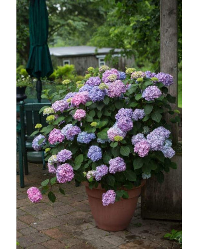 Гортензія широколиста Ендлесс Саммер Оріджинал | Hydrangea macrophylla Endless Summer Original| Гортензия широколистная Ендлесс Саммер Ориджинал