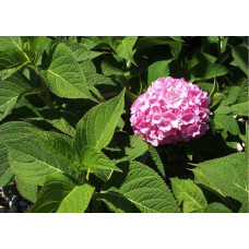 Гортензія широколиста Ендлесс Саммер Оріджинал | Hydrangea macrophylla Endless Summer Original| Гортензия широколистная Ендлесс Саммер Ориджинал