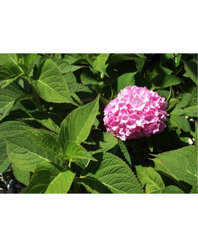 Гортензія широколиста Ендлесс Саммер Оріджинал | Hydrangea macrophylla Endless Summer Original| Гортензия широколистная Ендлесс Саммер Ориджинал