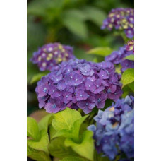 Гортензія широколиста Ендлесс Саммер Оріджинал | Hydrangea macrophylla Endless Summer Original| Гортензия широколистная Ендлесс Саммер Ориджинал