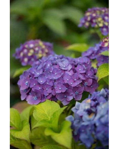 Гортензія широколиста Ендлесс Саммер Оріджинал | Hydrangea macrophylla Endless Summer Original| Гортензия широколистная Ендлесс Саммер Ориджинал