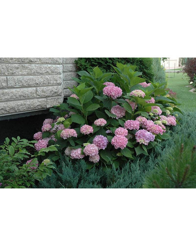 Гортензія широколиста Ендлесс Саммер Оріджинал | Hydrangea macrophylla Endless Summer Original| Гортензия широколистная Ендлесс Саммер Ориджинал