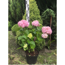 Гортензія широколиста Ендлесс Саммер Оріджинал | Hydrangea macrophylla Endless Summer Original| Гортензия широколистная Ендлесс Саммер Ориджинал