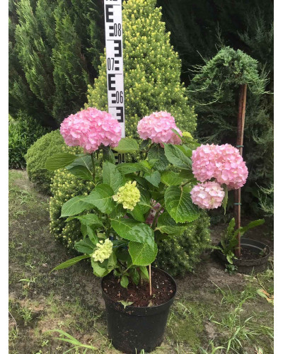 Гортензія широколиста Ендлесс Саммер Оріджинал | Hydrangea macrophylla Endless Summer Original| Гортензия широколистная Ендлесс Саммер Ориджинал
