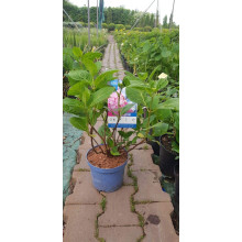 Гортензія широколиста Ендлесс Саммер Оріджинал | Hydrangea macrophylla Endless Summer Original| Гортензия широколистная Ендлесс Саммер Ориджинал