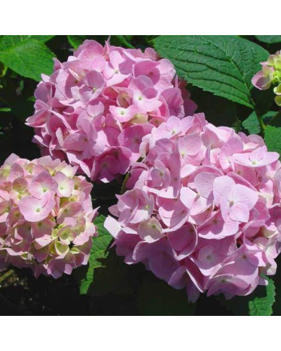 Гортензія широколиста Ендлесс Саммер Оріджинал | Hydrangea macrophylla Endless Summer Original| Гортензия широколистная Ендлесс Саммер Ориджинал