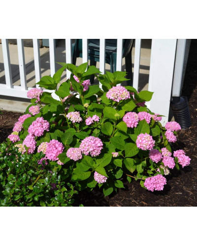 Гортензія широколиста Ендлесс Саммер Оріджинал | Hydrangea macrophylla Endless Summer Original| Гортензия широколистная Ендлесс Саммер Ориджинал