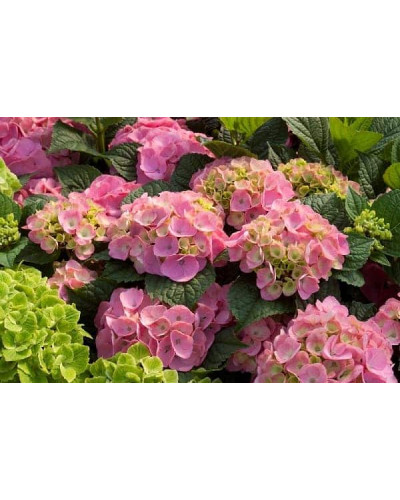 Гортензія широколиста Ендлесс Саммер Оріджинал | Hydrangea macrophylla Endless Summer Original| Гортензия широколистная Ендлесс Саммер Ориджинал