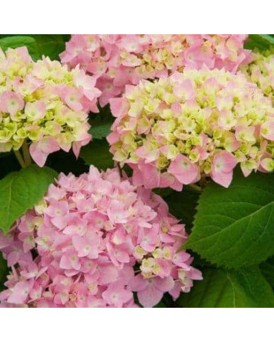 Гортензія широколиста Ендлесс Саммер Оріджинал | Hydrangea macrophylla Endless Summer Original| Гортензия широколистная Ендлесс Саммер Ориджинал