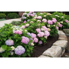 Гортензія широколиста Ендлесс Саммер Оріджинал | Hydrangea macrophylla Endless Summer Original| Гортензия широколистная Ендлесс Саммер Ориджинал