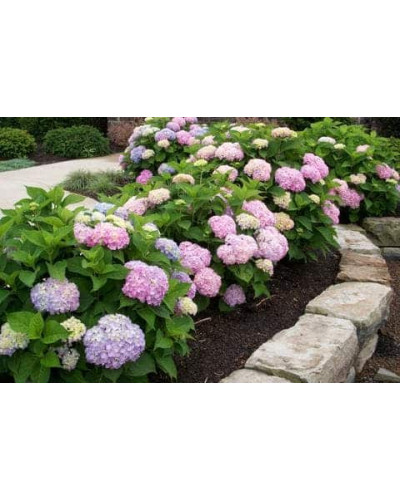 Гортензія широколиста Ендлесс Саммер Оріджинал | Hydrangea macrophylla Endless Summer Original| Гортензия широколистная Ендлесс Саммер Ориджинал