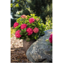 Гортензія широколиста Ендлесс Саммер Оріджинал | Hydrangea macrophylla Endless Summer Original| Гортензия широколистная Ендлесс Саммер Ориджинал