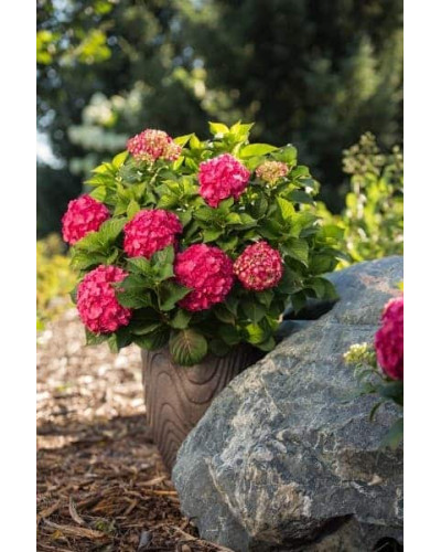 Гортензія широколиста Ендлесс Саммер Оріджинал | Hydrangea macrophylla Endless Summer Original| Гортензия широколистная Ендлесс Саммер Ориджинал