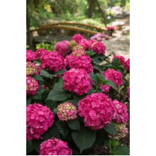 Гортензія широколиста Ендлесс Саммер Оріджинал | Hydrangea macrophylla Endless Summer Original| Гортензия широколистная Ендлесс Саммер Ориджинал