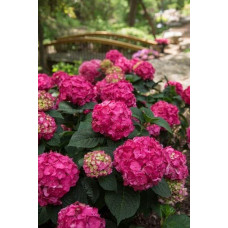 Гортензія широколиста Ендлесс Саммер Оріджинал | Hydrangea macrophylla Endless Summer Original| Гортензия широколистная Ендлесс Саммер Ориджинал