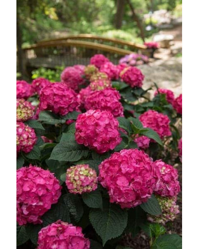 Гортензія широколиста Ендлесс Саммер Оріджинал | Hydrangea macrophylla Endless Summer Original| Гортензия широколистная Ендлесс Саммер Ориджинал