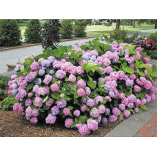 Гортензія широколиста Ендлесс Саммер Оріджинал | Hydrangea macrophylla Endless Summer Original| Гортензия широколистная Ендлесс Саммер Ориджинал