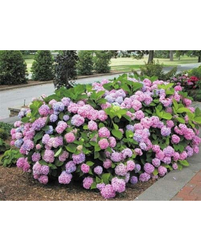 Гортензія широколиста Ендлесс Саммер Оріджинал | Hydrangea macrophylla Endless Summer Original| Гортензия широколистная Ендлесс Саммер Ориджинал