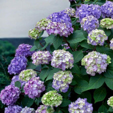 Гортензія широколиста Ендлесс Саммер Оріджинал | Hydrangea macrophylla Endless Summer Original| Гортензия широколистная Ендлесс Саммер Ориджинал