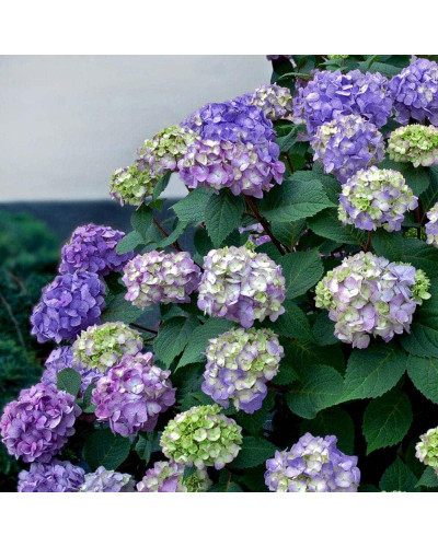 Гортензія широколиста Ендлесс Саммер Оріджинал | Hydrangea macrophylla Endless Summer Original| Гортензия широколистная Ендлесс Саммер Ориджинал