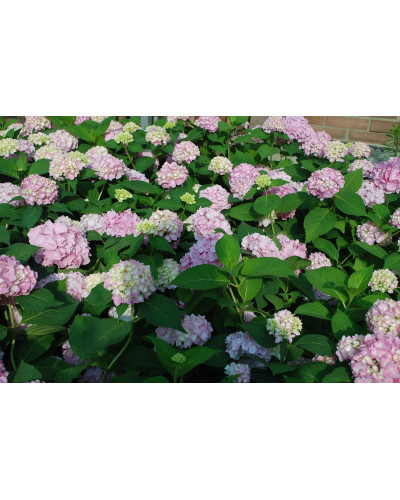 Гортензія широколиста Ендлесс Саммер Оріджинал | Hydrangea macrophylla Endless Summer Original| Гортензия широколистная Ендлесс Саммер Ориджинал
