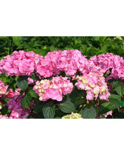 Гортензія широколиста Ендлесс Саммер Оріджинал | Hydrangea macrophylla Endless Summer Original| Гортензия широколистная Ендлесс Саммер Ориджинал