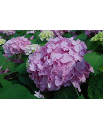 Гортензія широколиста Ендлесс Саммер Оріджинал | Hydrangea macrophylla Endless Summer Original| Гортензия широколистная Ендлесс Саммер Ориджинал
