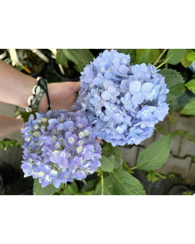 Гортензія широколиста Ендлесс Саммер Оріджинал | Hydrangea macrophylla Endless Summer Original| Гортензия широколистная Ендлесс Саммер Ориджинал