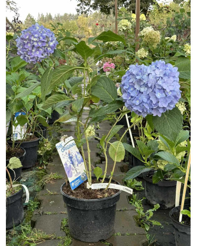 Гортензія широколиста Ендлесс Саммер Оріджинал | Hydrangea macrophylla Endless Summer Original| Гортензия широколистная Ендлесс Саммер Ориджинал