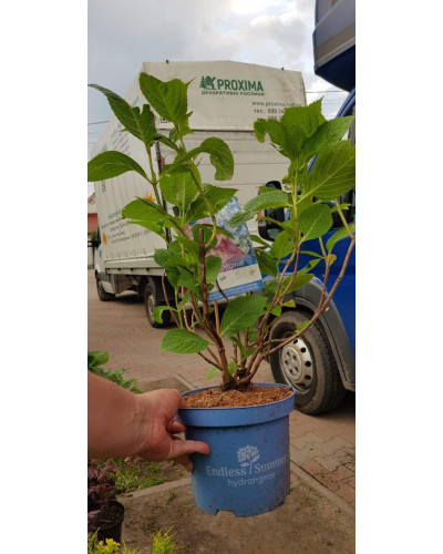 Гортензія широколиста Ендлесс Саммер Оріджинал | Hydrangea macrophylla Endless Summer Original| Гортензия широколистная Ендлесс Саммер Ориджинал