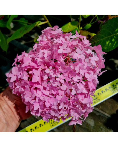 Гортензія широколиста Ендлесс Саммер Оріджинал | Hydrangea macrophylla Endless Summer Original| Гортензия широколистная Ендлесс Саммер Ориджинал