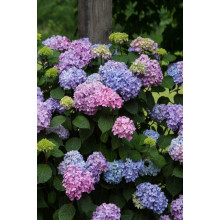 Гортензія широколиста Ендлес Саммер / Блум Стар | Hydrangea macrophylla Endless Summer / Bloom Star | Гортензия широколистная Ендлес Саммер / Блум Стар