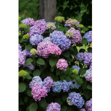 Гортензія широколиста Ендлес Саммер / Блум Стар | Hydrangea macrophylla Endless Summer / Bloom Star | Гортензия широколистная Ендлес Саммер / Блум Стар