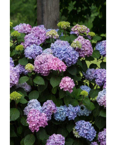 Гортензія широколиста Ендлес Саммер / Блум Стар | Hydrangea macrophylla Endless Summer / Bloom Star | Гортензия широколистная Ендлес Саммер / Блум Стар