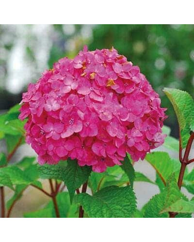 Гортензія широколиста Ендлес Саммер / Блум Стар | Hydrangea macrophylla Endless Summer / Bloom Star | Гортензия широколистная Ендлес Саммер / Блум Стар