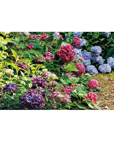 Гортензія широколиста Ендлес Саммер / Блум Стар | Hydrangea macrophylla Endless Summer / Bloom Star | Гортензия широколистная Ендлес Саммер / Блум Стар