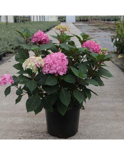 Гортензія широколиста Ендлес Саммер / Блум Стар | Hydrangea macrophylla Endless Summer / Bloom Star | Гортензия широколистная Ендлес Саммер / Блум Стар