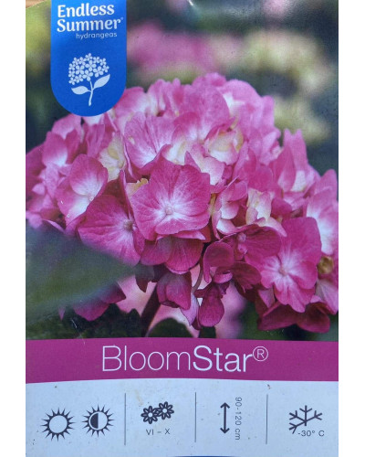 Гортензія широколиста Ендлес Саммер / Блум Стар | Hydrangea macrophylla Endless Summer / Bloom Star | Гортензия широколистная Ендлес Саммер / Блум Стар
